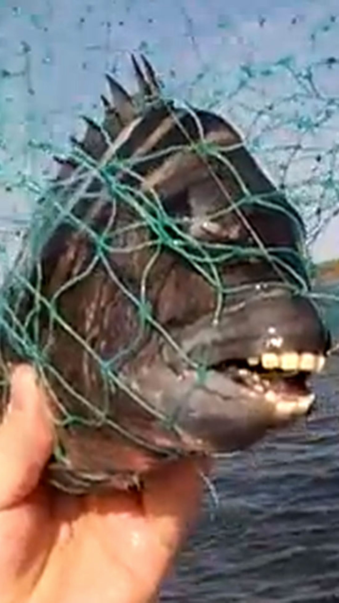 Tooth Fiah The Sheepshead Fish Teeth