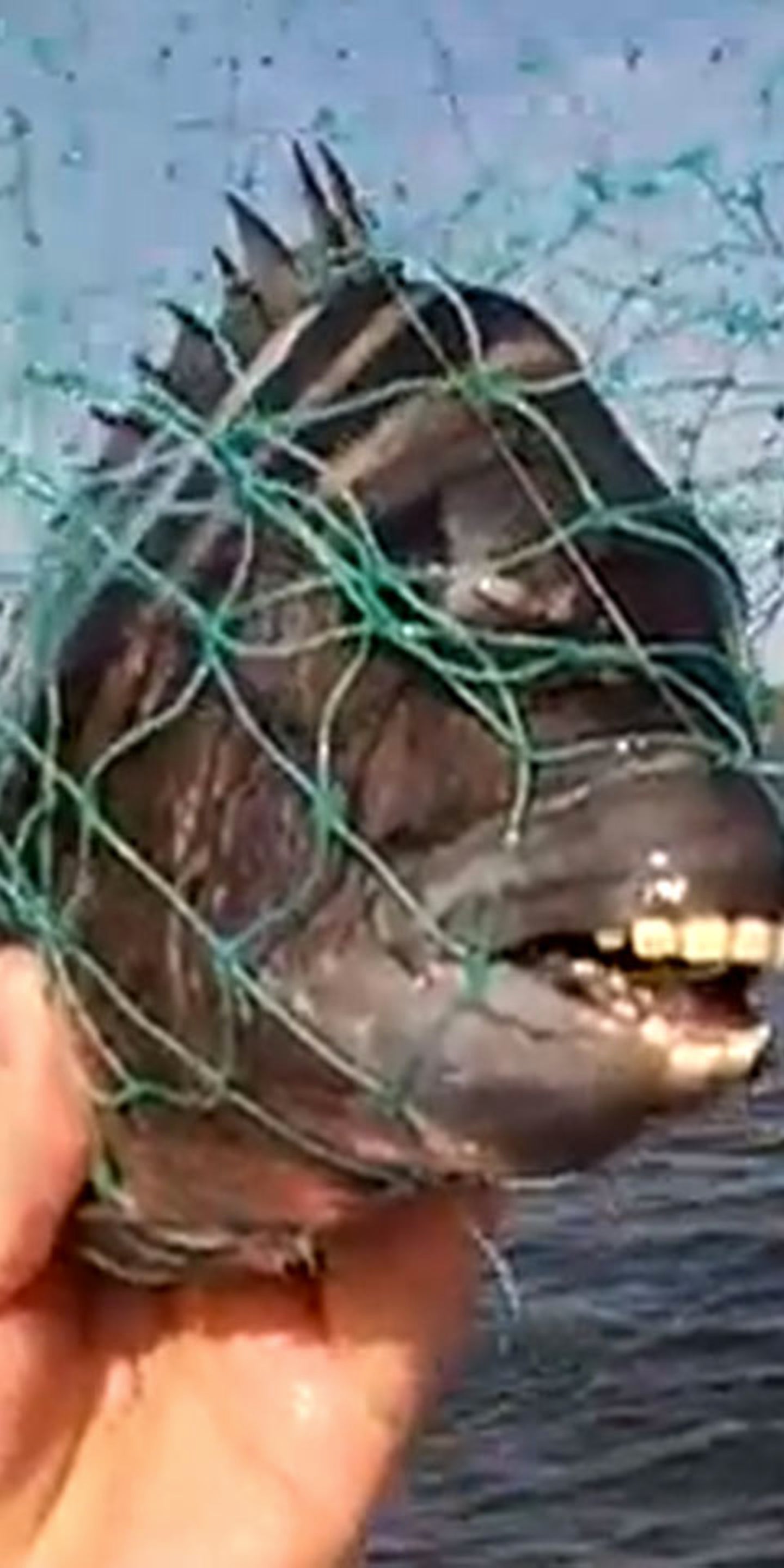 Fish Teeth Examples Sheepshead Fish Teeth