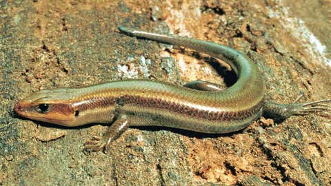 Lizards May Be Why Lyme Disease Is Rare In The South And More Common In The Northeast Study Says The Weather Channel Articles From The Weather Channel Weather Com Lizards May Be Why Lyme Disease Is Rare In The South And More Common In The Northeast Study Says The Weather Channel Articles From The Weather Channel Weather Com