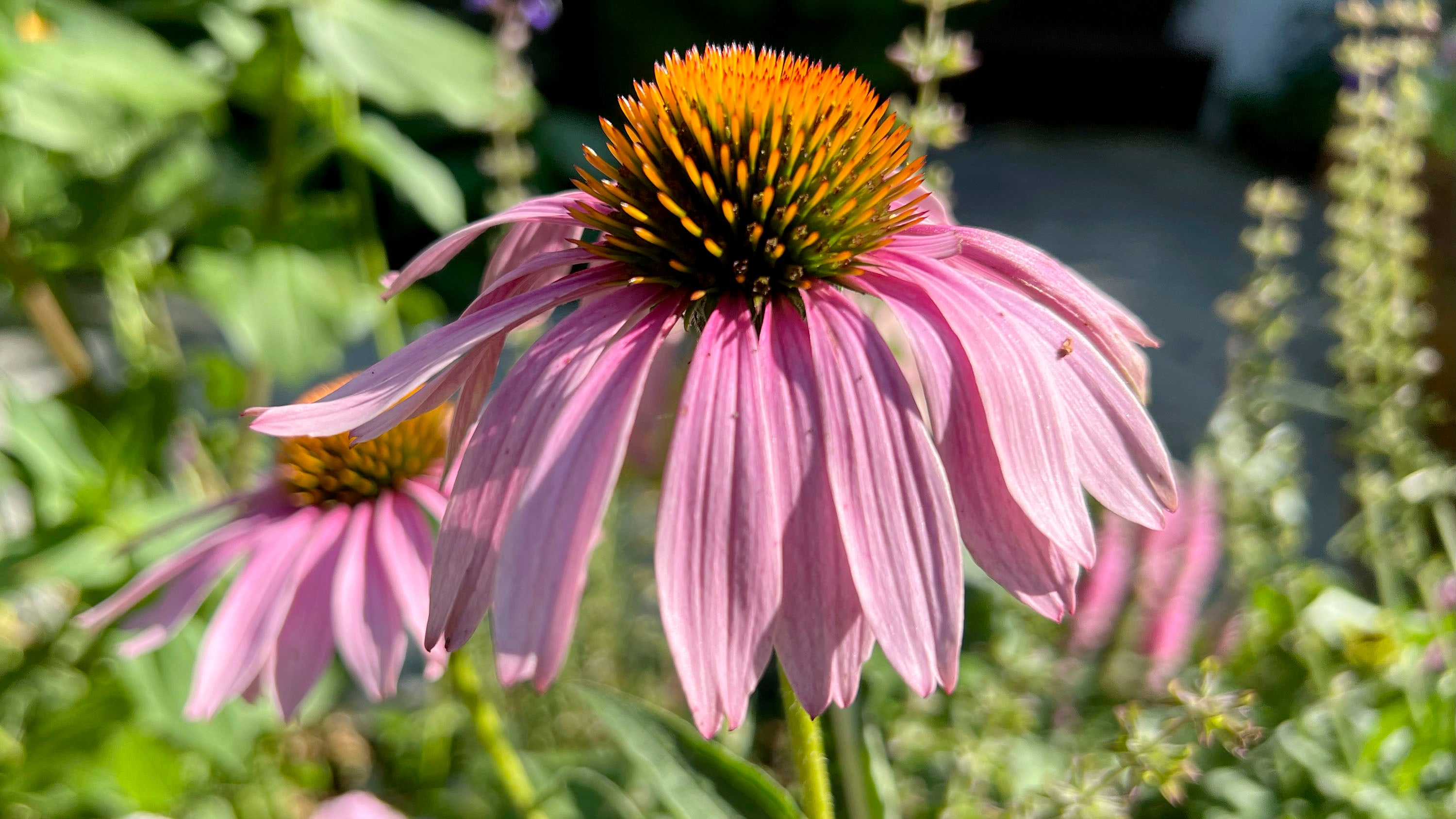 This July 28, 2023, photo provided by Jessica Damiano shows a purple coneflower (Echinacea purpurea) growing in a Long Island, New York, garden. The plants are heat- and drought-tolerant. (Jessica Damiano via AP)