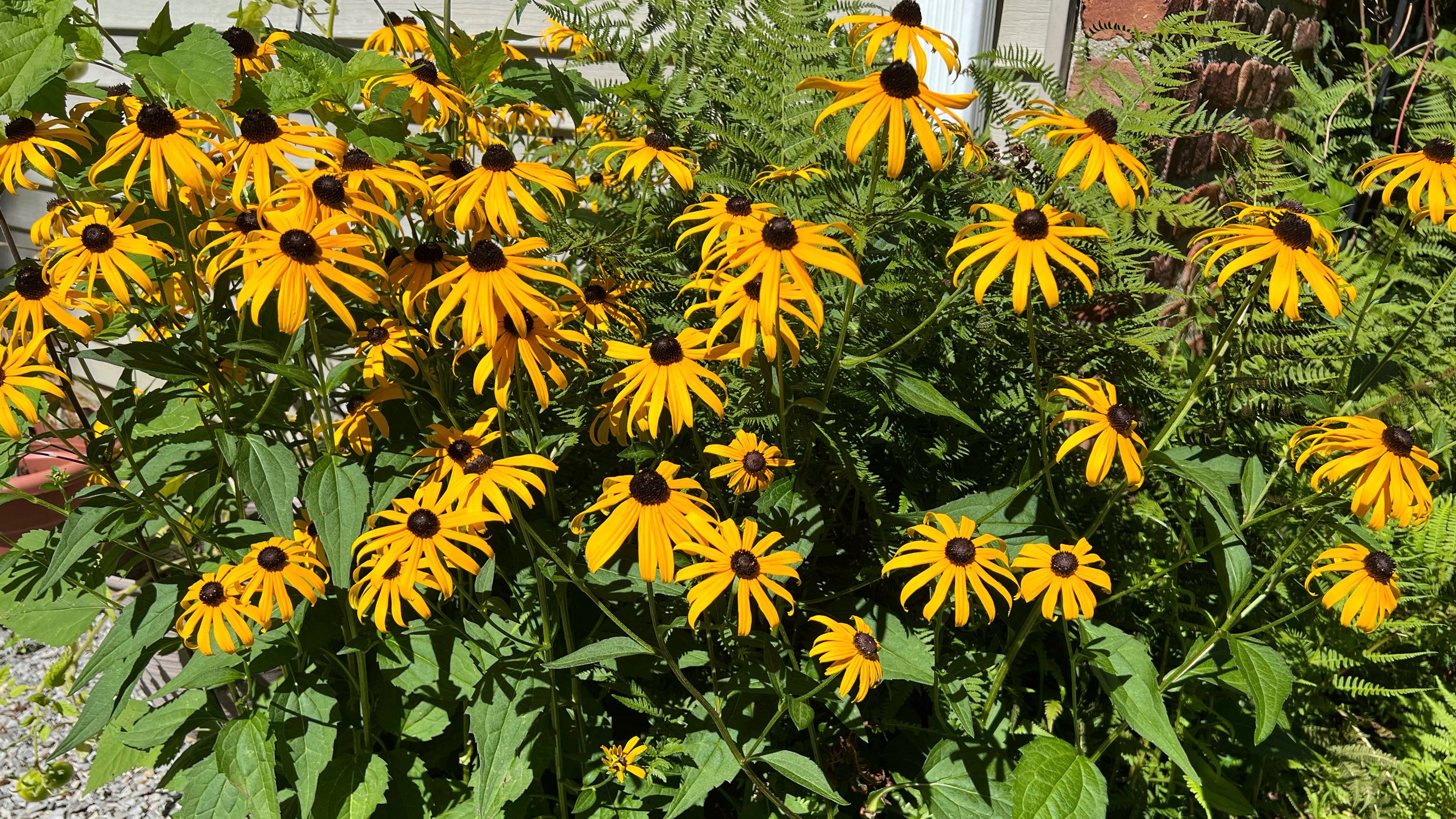 This July 30, 2023, photo provided by Jessica Damiano shows black-eyed Susans (Rudbeckia hirta) growing in a Long Island, New York, garden. The plants are heat- and drought-tolerant. (Jessica Damiano via AP)