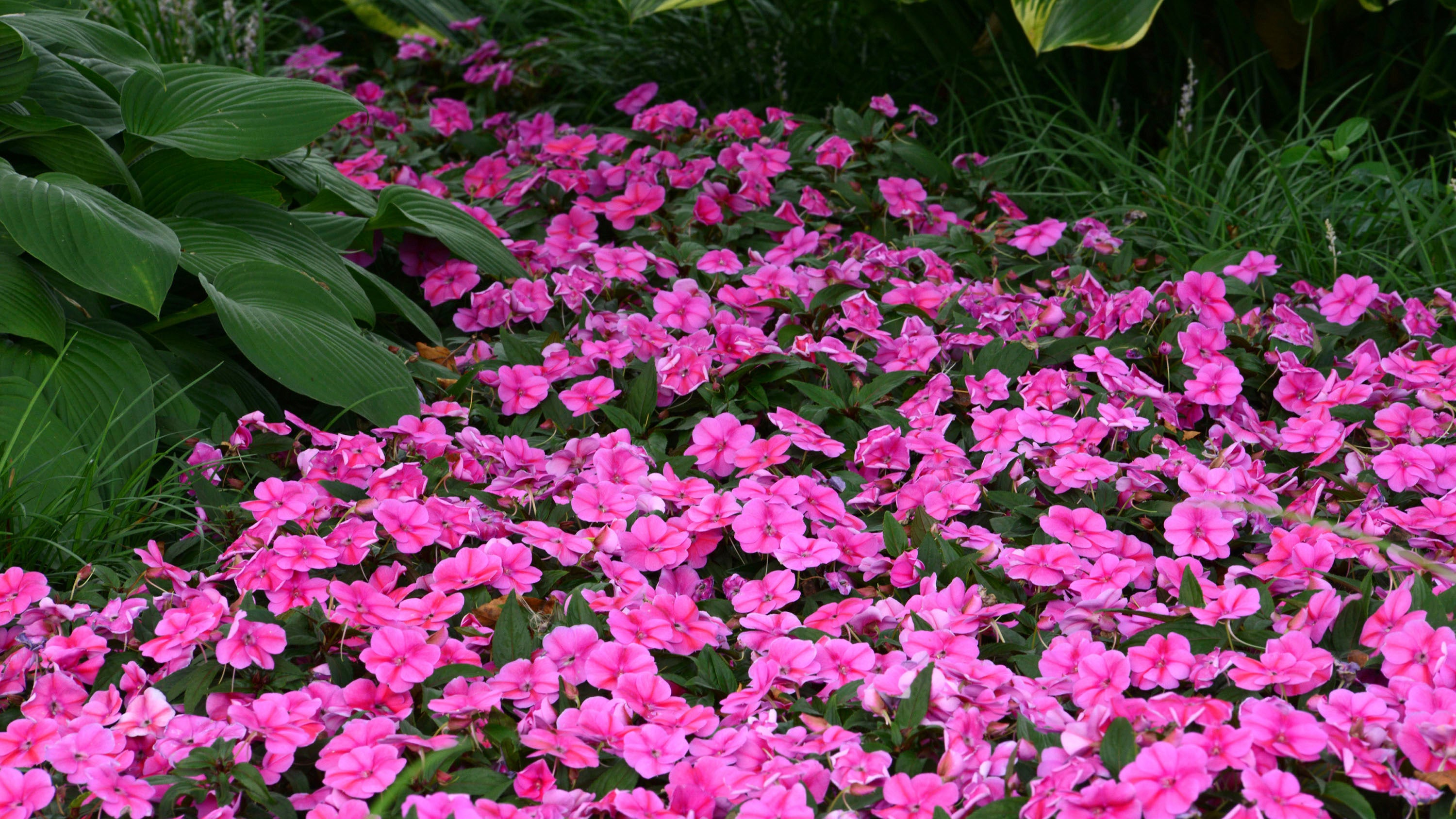 This image provided by Ball Horticultural shows a bed of Bounce "Pink Flame" impatiens growing in a garden bed. The annual plants were named for their ability to "bounce back" from heat stress with a good soaking. (Ball Horticultural via AP)