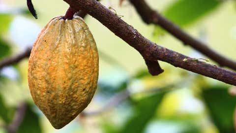 Menacé par le réchauffement, le cacao pourrait bientôt disparaître. (CCO)