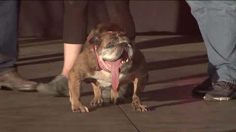 Un Bouledogue De 9 Ans Remporte Le Concours Du Chien Le Plus Laid Au Monde The Weather Channel Articles From The Weather Channel Weather Com Un Bouledogue De 9 Ans Remporte Le Concours Du Chien Le Plus Laid Au Monde The Weather Channel Articles From The Weather Channel Weather Com
