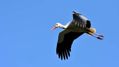 Certaines parviennent à migrer plus loin, en battant beaucoup moins des ailes. (CCO)