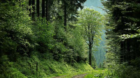 Dans Le Tarn Un Projet De Reconstitution De Foret Primaire The Weather Channel Articles From The Weather Channel Weather Com Dans Le Tarn Un Projet De Reconstitution De Foret Primaire The Weather Channel Articles From The Weather Channel Weather Com