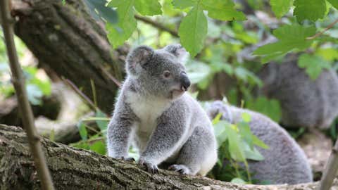 Les marsupiaux ne seraient plus que 43 000 dans la nature, contre 10 millions il y a 200 ans. (CCO)