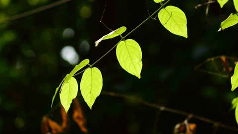 Des chercheurs ont réussi à créer une plante lumineuse. (CCO)