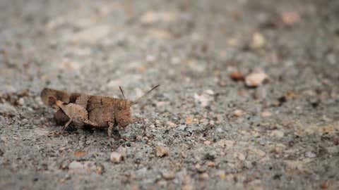 Une vidéo montre des milliers d’insectes sur la voie publique à Bonifacio. (CCO)