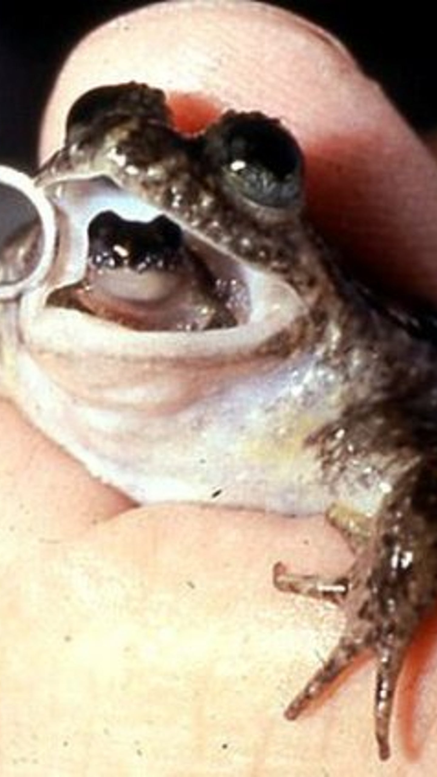 Frog With Human Teeth frog-with-human-teeth