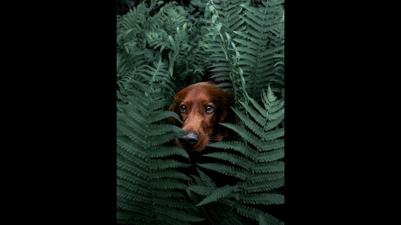 Troja, an Irish setter, and her human companion, George Rotan, have captured the hearts of the internet with their photogenic and picturesque travels in the mountains and forests of Norway. (George Rotan)