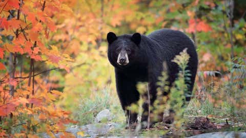 Wild Black Bear in Ontario, Canada