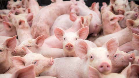 small pigs at the farm,swine in the stall. Meat industry.