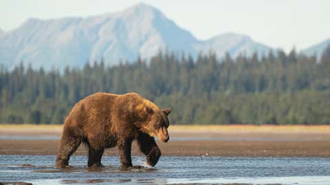 A large sow brown bear (Ursus arctos) walks across the delta at the mouth of the Sargent River in Lake Clark National Park. She has one paw held up and curled as she is midstep and mountains can be seen in the background. (A large sow brown bear (Ursu