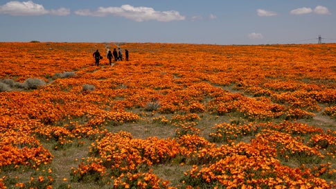 A group of people hike along a trail among blooming California poppies in a field along Lancaster Blvd. on Tuesday, April 21, 2020, in Lancaster, Calif. (Brian van der Brug / Los Angeles Times via Getty Images)