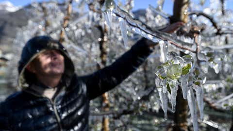 A tree grower stands by apple trees which are covered with a layer of ice, after being artificially watered to protect from the frost, at their orchard in La Palazzetta, Italy, a village located some 62 miles from Milan, on April 8, 2021. The ice coat is supposed to protect the delicate blossoms from cold temperatures and spring freezes that have hit Italy in the last two days. (Piero Cruciatt/AFP via Getty Images)