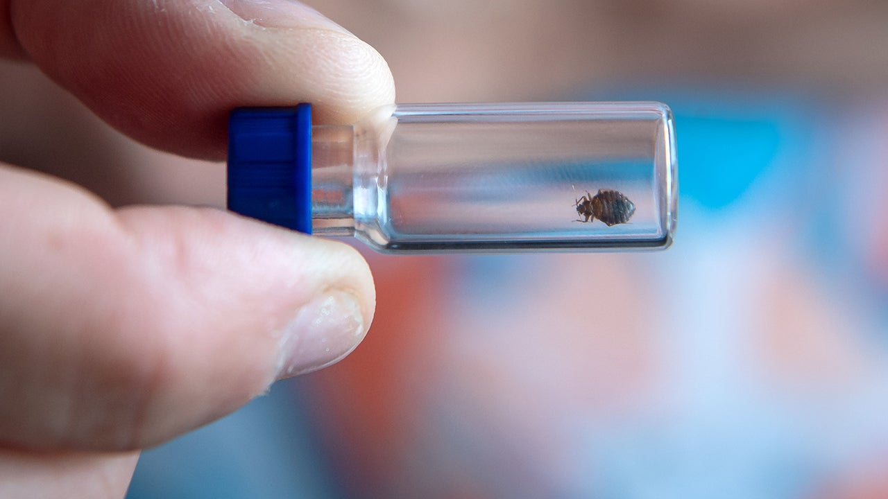 A bed bug is seen in a glass tube so that bed bug sniffing dogs could train to find the pests. Bed bugs are not at all uncommon. The bloodsuckers are nocturnal and masters at hiding, but bed bug sniffing dogs can detect the insects. (Sina Schuldt/picture alliance via Getty Images)