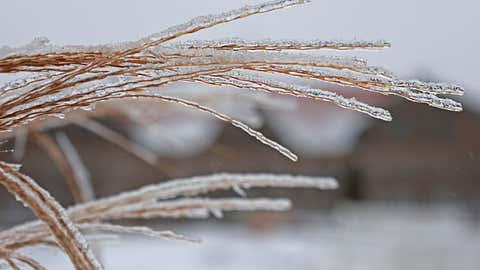 27 January 2023, Saxony-Anhalt, Blankenburg: The branches of a grass shrub in the baroque garden of the small castle in Blankenburg are covered with ice. Frost and fog have caused the water to freeze on the grasses. In the coming days, it should remain cool. Sporadically there is snow. The sun rarely shows itself. Photo: Matthias Bein/dpa (Photo by Matthias Bein/picture alliance via Getty Images)