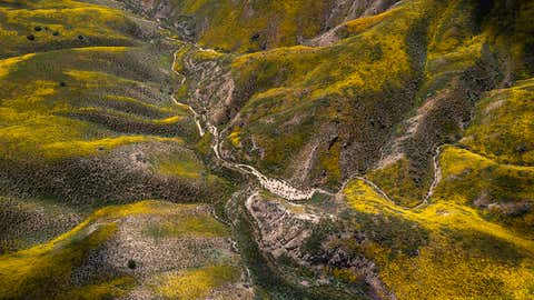 An aerial view shows the colors of various wildflower species along Temblor Range, a mountain range that rises from the east side of the San Andreas Fault at Carrizo Plain National Monument on April 15, 2023, near Santa Margarita, Calif. Much of California is experiencing a superbloom following a historically wet season that drove several atmospheric river storms thorough the region, resulting in widespread flooding and record snow depths in the Sierra Nevada Mountains. (David McNew/Getty Images)