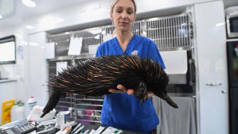 Dr. Bree Talbot, head vet, attending to an echidna in the Byron Bay Mobile Wildlife Hospital having been found injured beside a road escaping to higher ground after heavy rain on March 24, 2021, in Byron Bay, Australia. Extreme weather has caused extensive flooding across New South Wales following days of sustained rain and reports are now emerging of ground-dwelling animals such as echidnas and wombats being trapped underground or being hit by cars when moving to higher ground. Situated at Australia's eastern-most point, the vet team is seeing increasing caseloads of native wildlife presenting with injuries from the floods. The not for profit veterinary organization is advising the public to be alert to the perils facing wildlife as recovery and cleanup efforts get underway. (James D. Morgan/Getty Images)