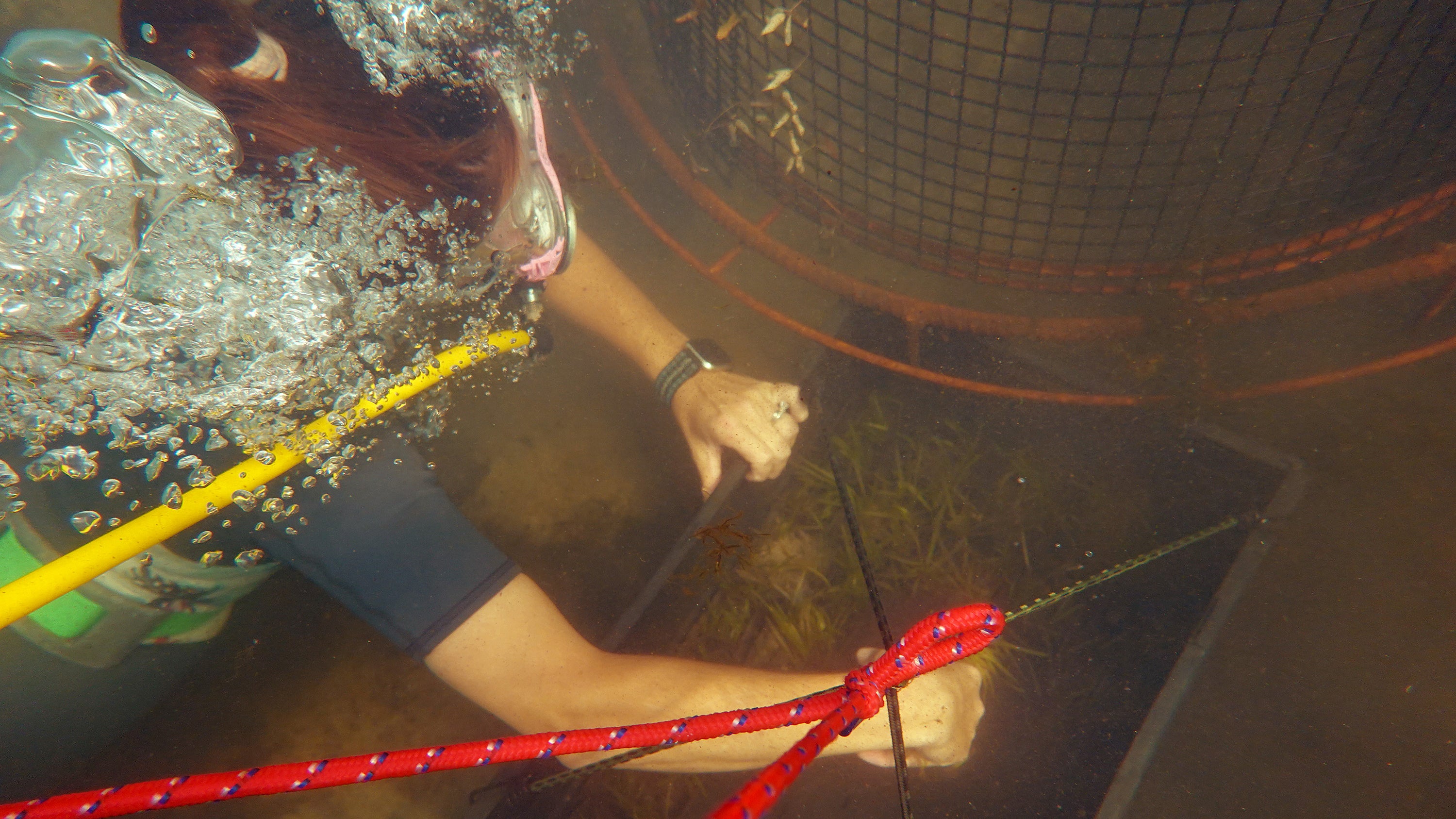 HOMOSASSA, FLORIDA - OCTOBER 05: Jessica Mailliez, a biologist with the Homosassa River Restoration Project, plants seagrass on the river bed on October 05, 2021 in Homosassa, Florida. The seagrass is planted inside a cage to protect it as it takes root. The project is to help clean up the waterways and planting seagrass in the area will restore the natural habitat for manatees and provide a feeding ground for the mammals, following a record year in manatee deaths in Florida. The deaths were primarily from starvation due to the loss of seagrass beds.   (Photo by Joe Raedle/Getty Images)