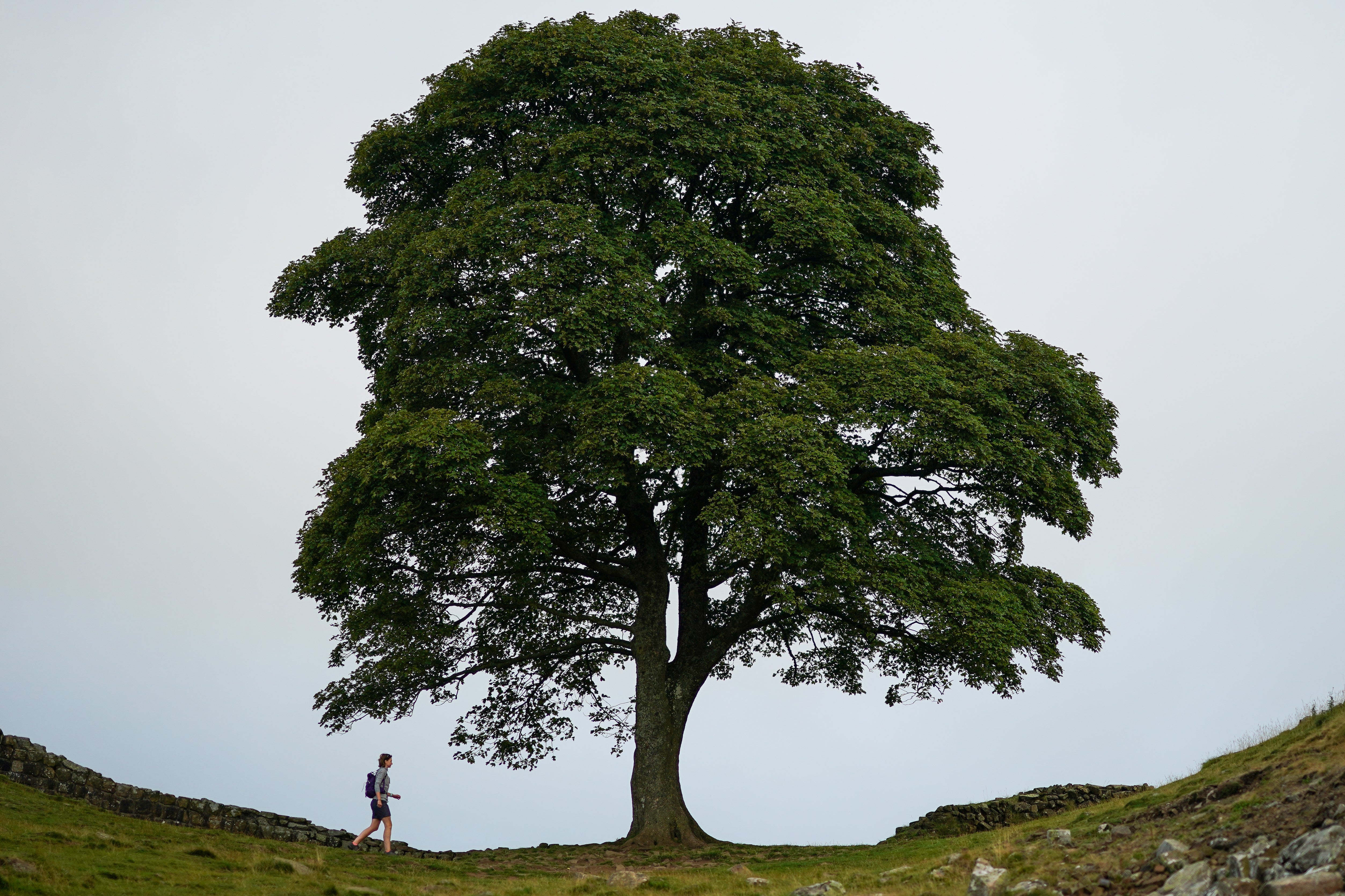 Photos Of The Sycamore Gap Tree