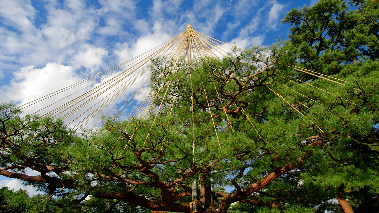 Yukutsuri supports a tree in Kanazawa, Japan. (M. Gerbicki/Getty Images)