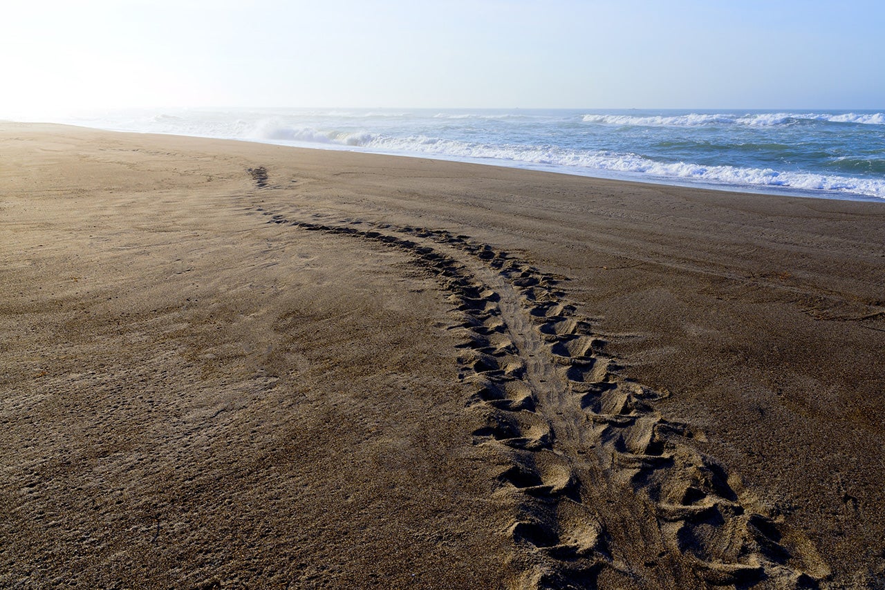 Tracks of loggerhead sea turtle on the beach in Shizuoka Japan. Only the deep, back flipper marks are seen in the sand. (Getty Images)