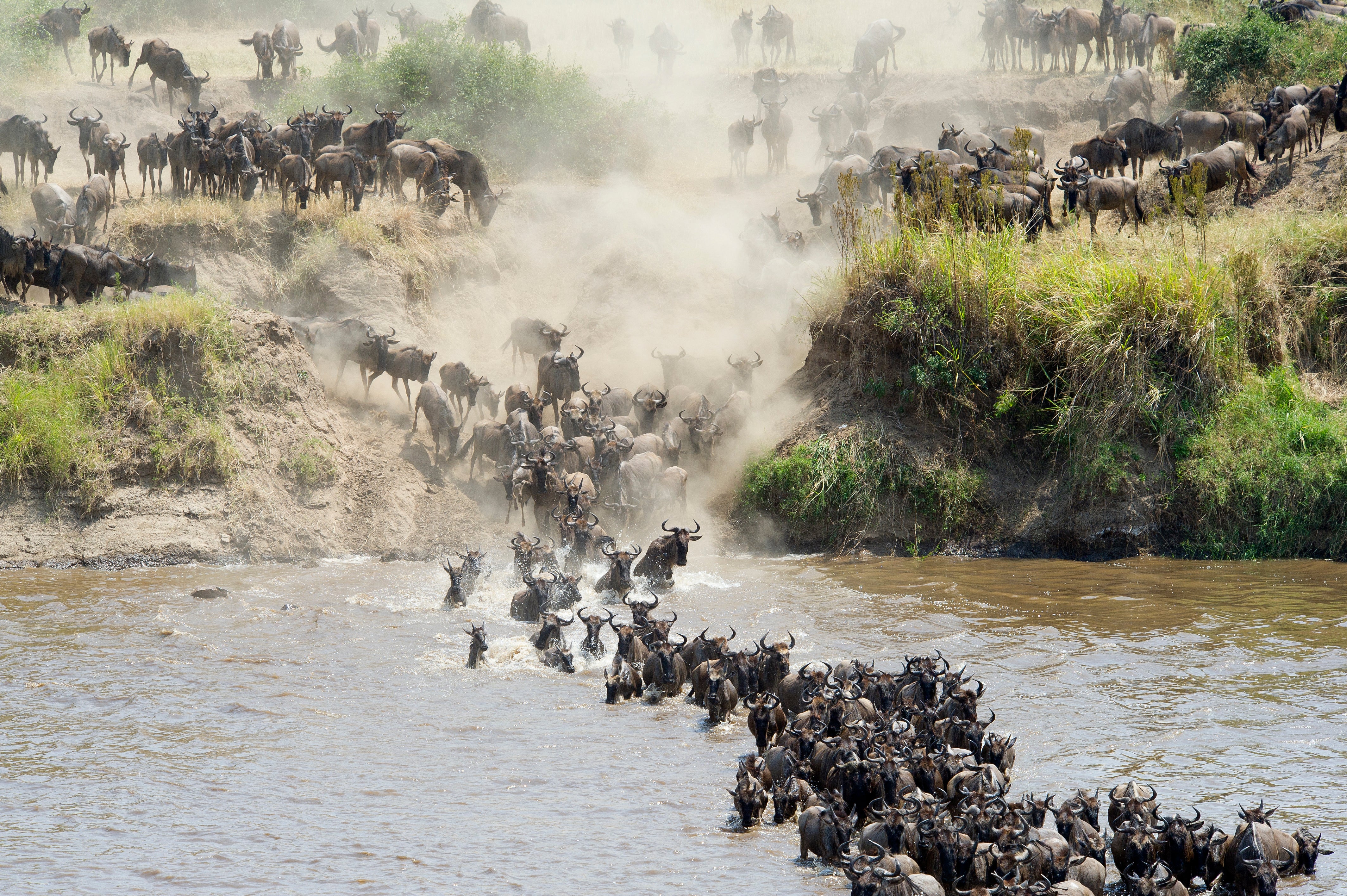 Wildebeest cross the Mara River in northern Tanzania. The animals spend February in the country before migrating north. (Getty Images)