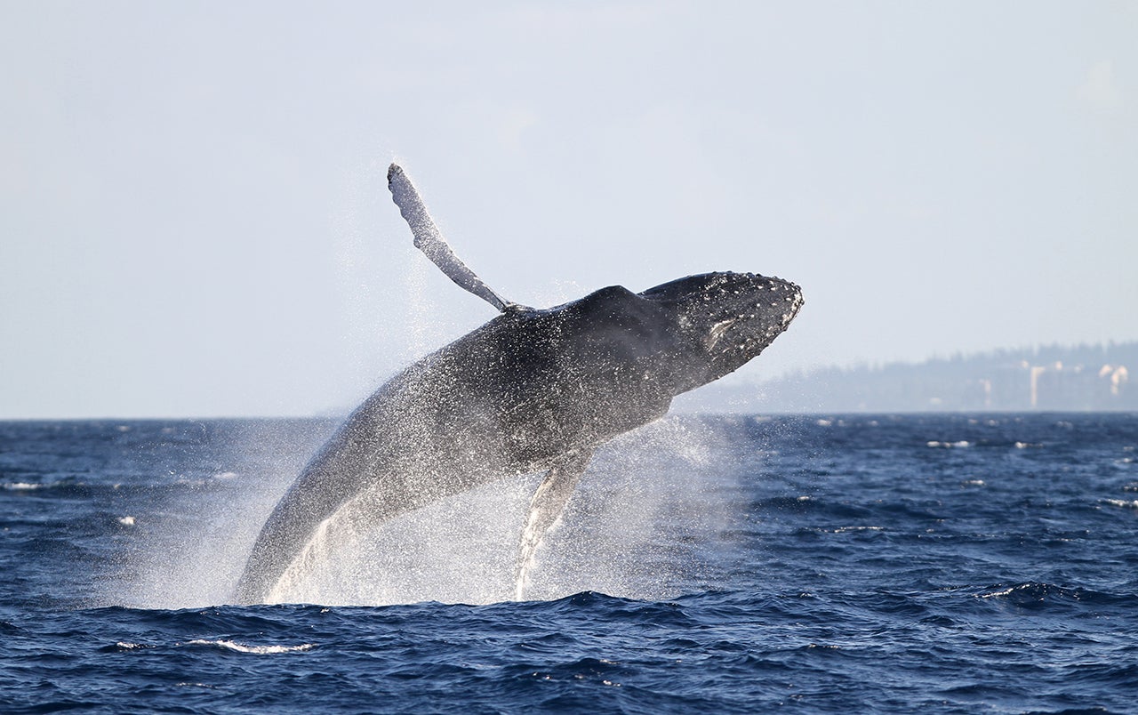 You should be able to witness plenty of whales off of Ka&rsquo;anapali Beach in Maui when you take this whale watching cruise. (Getty Images)