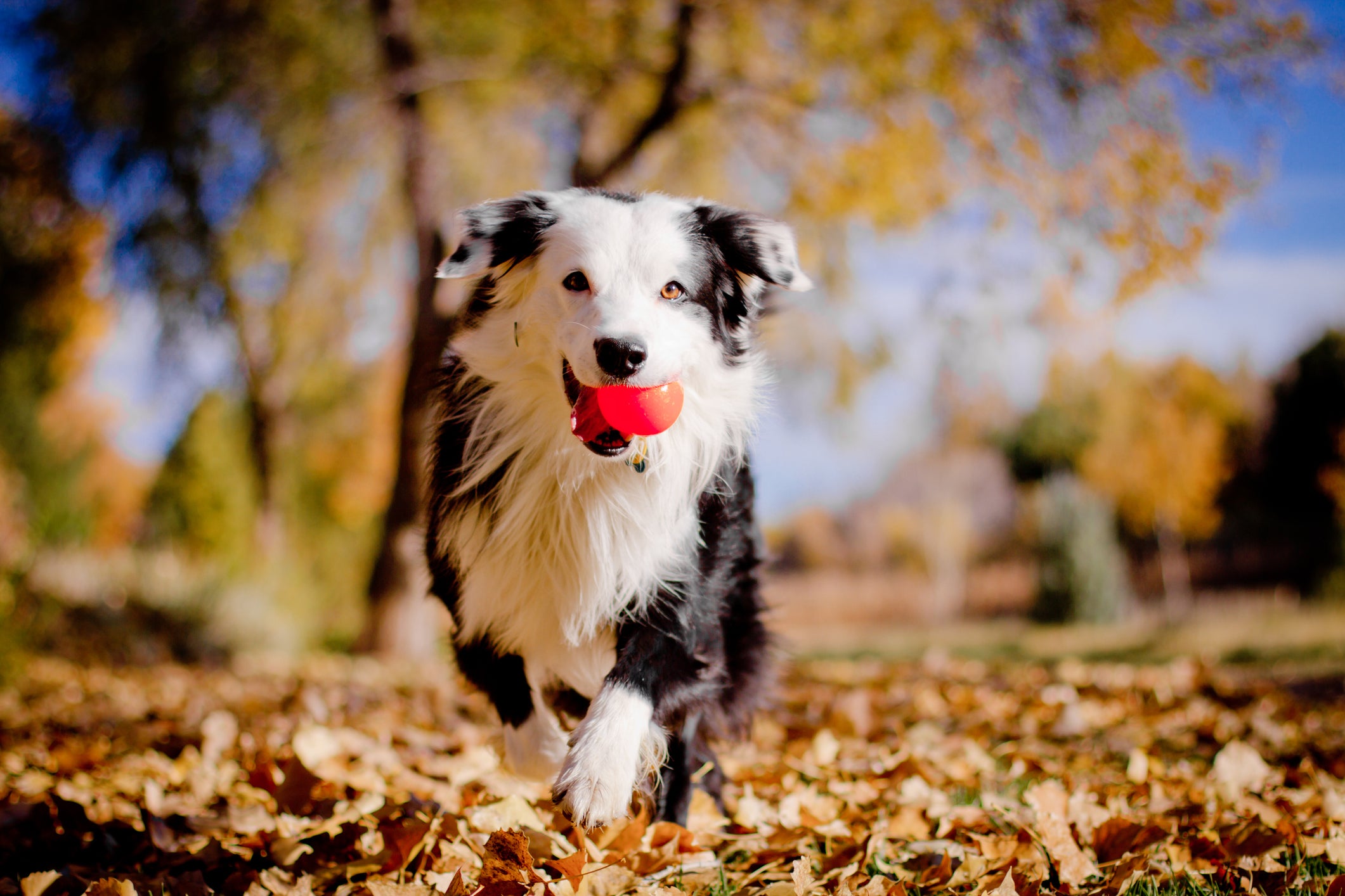 Border Collie, Ouzo, Dog, Happy, Running, Action, Fall, Autumn, October, Red Ball, Looking straight at camera