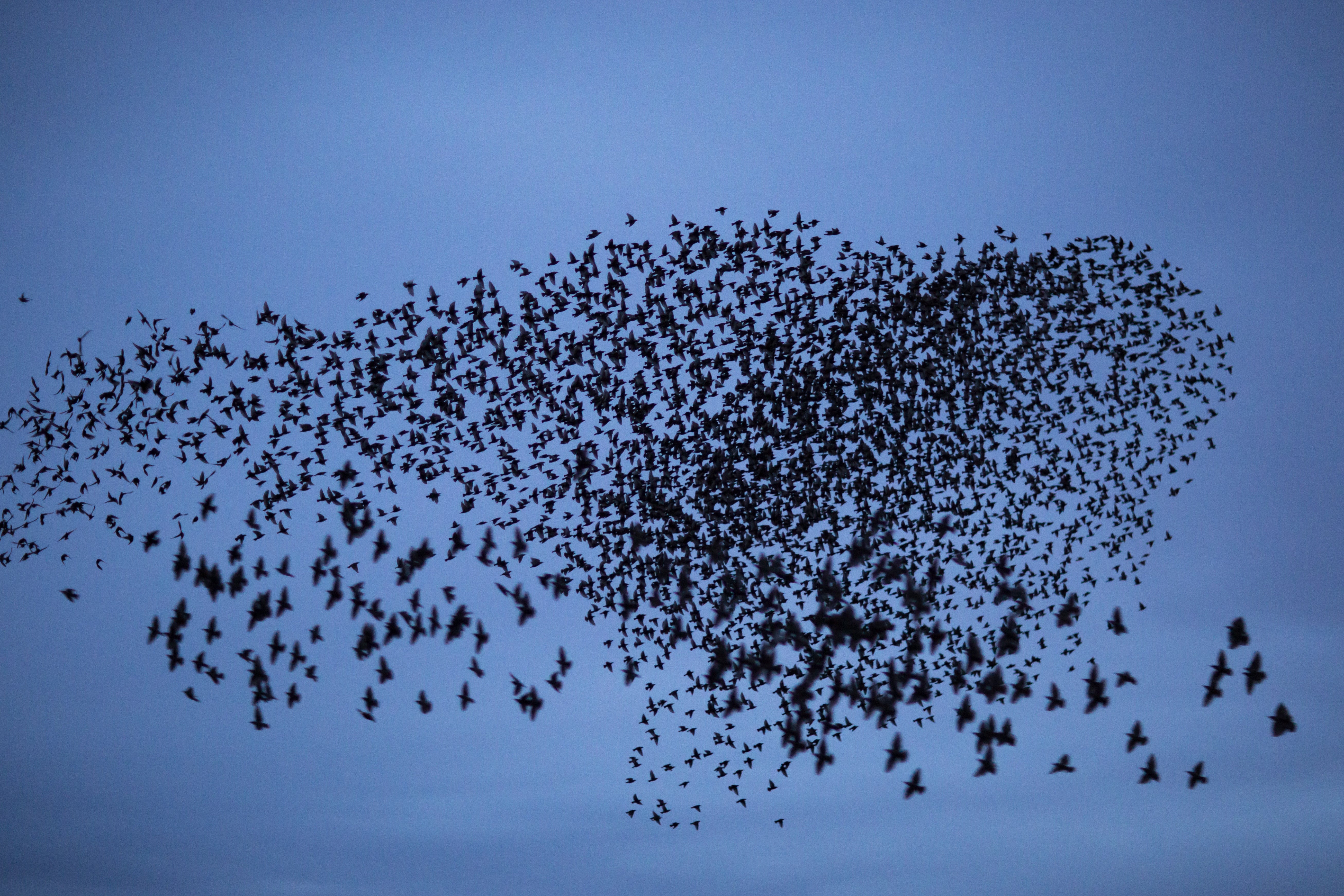A murmuration of starlings flies above Gloucester, U.K. (Reyaz Limalia via Getty Images)