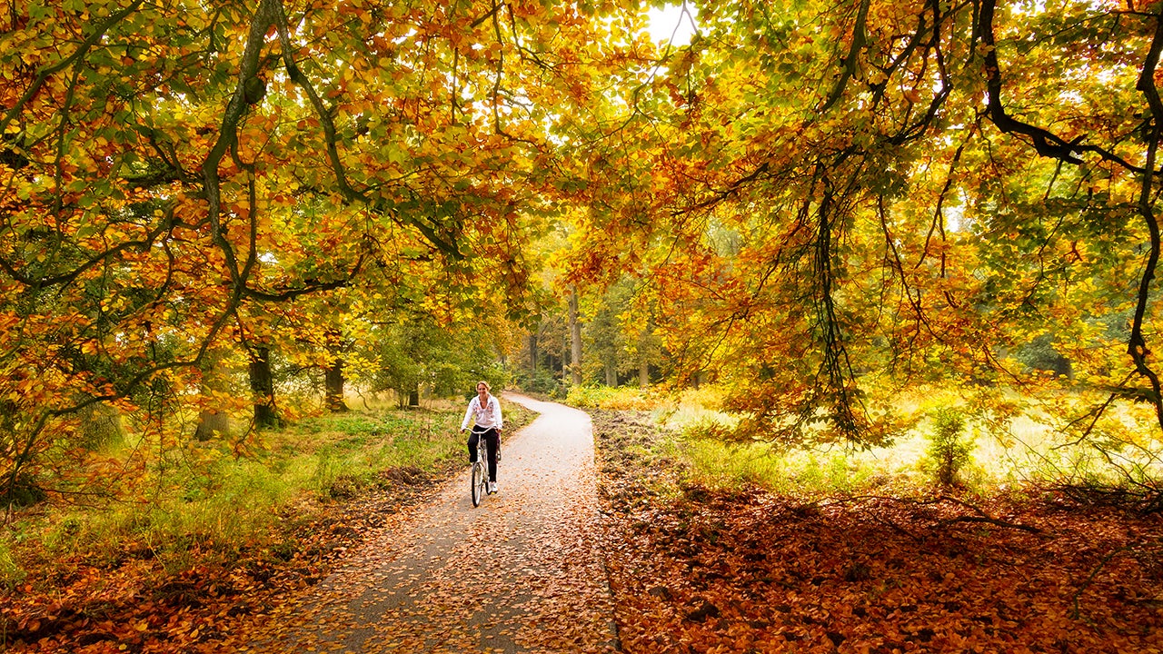 The Netherlands' De Hoge Veluwe National Park is full of magnificent landscapes: expanses of heathland and grassland alternate with drift sands and deciduous and coniferous forests. (Getty Images)