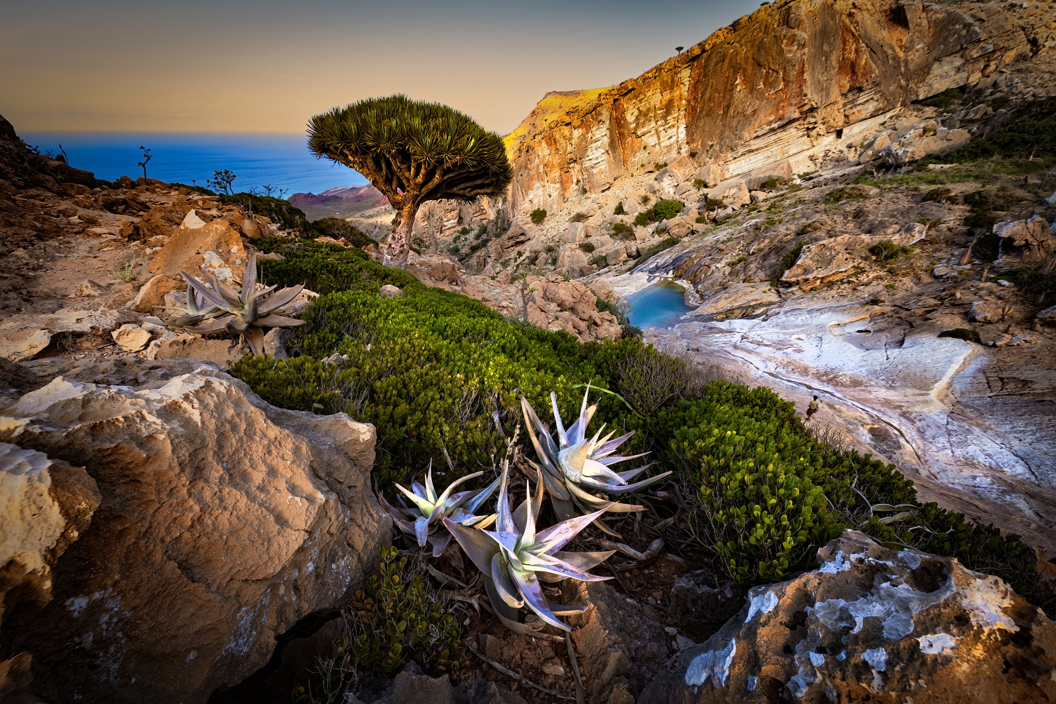 Socotra endemic landscpae and people