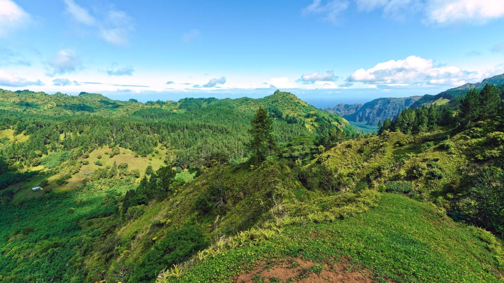 NUKU HIVA, FRENCH POLYNESIA - JUNE 07 : The high altitude hygrophilous forest of Toovii plateau on June 07, 2024, in Nuku Hiva island, Marquesas Islands, French Polynesia. The UNESCO World Heritage Committee will hold its 46th session from July 21 to 31, 2024 in New Delhi (India). It will examine the nominations of 27 sites for inclusion on the World Heritage List, including Te Henua Enata - Les Iles Marquises presented by France. (Photo by Sylvain Lefevre/Getty Images)