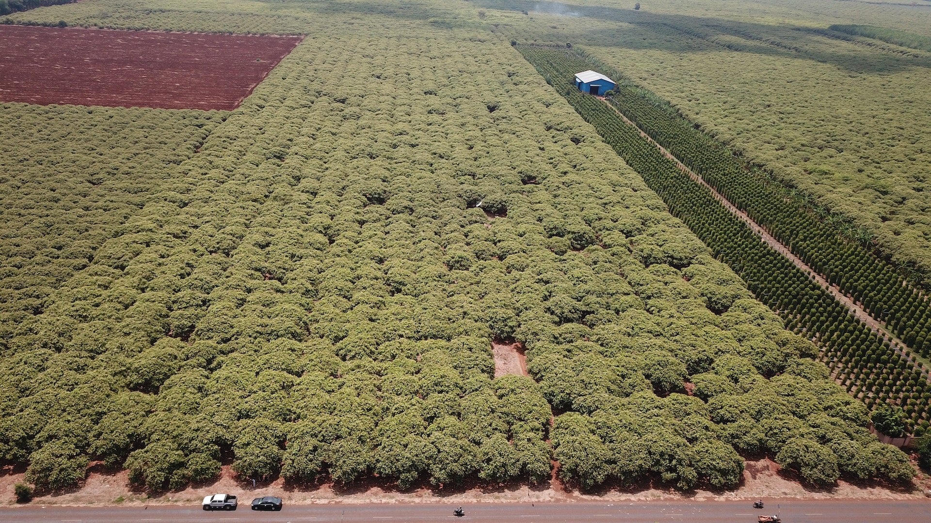 This aerial drone photo taken on March 4, 2025 shows cashew orchards in Kampong Thom province, Cambodia. TO GO WITH "Feature: Nuts exports to China provide stable source of income for farmers, workers in Cambodia" (Photo by Van Pov/Xinhua via Getty Images)