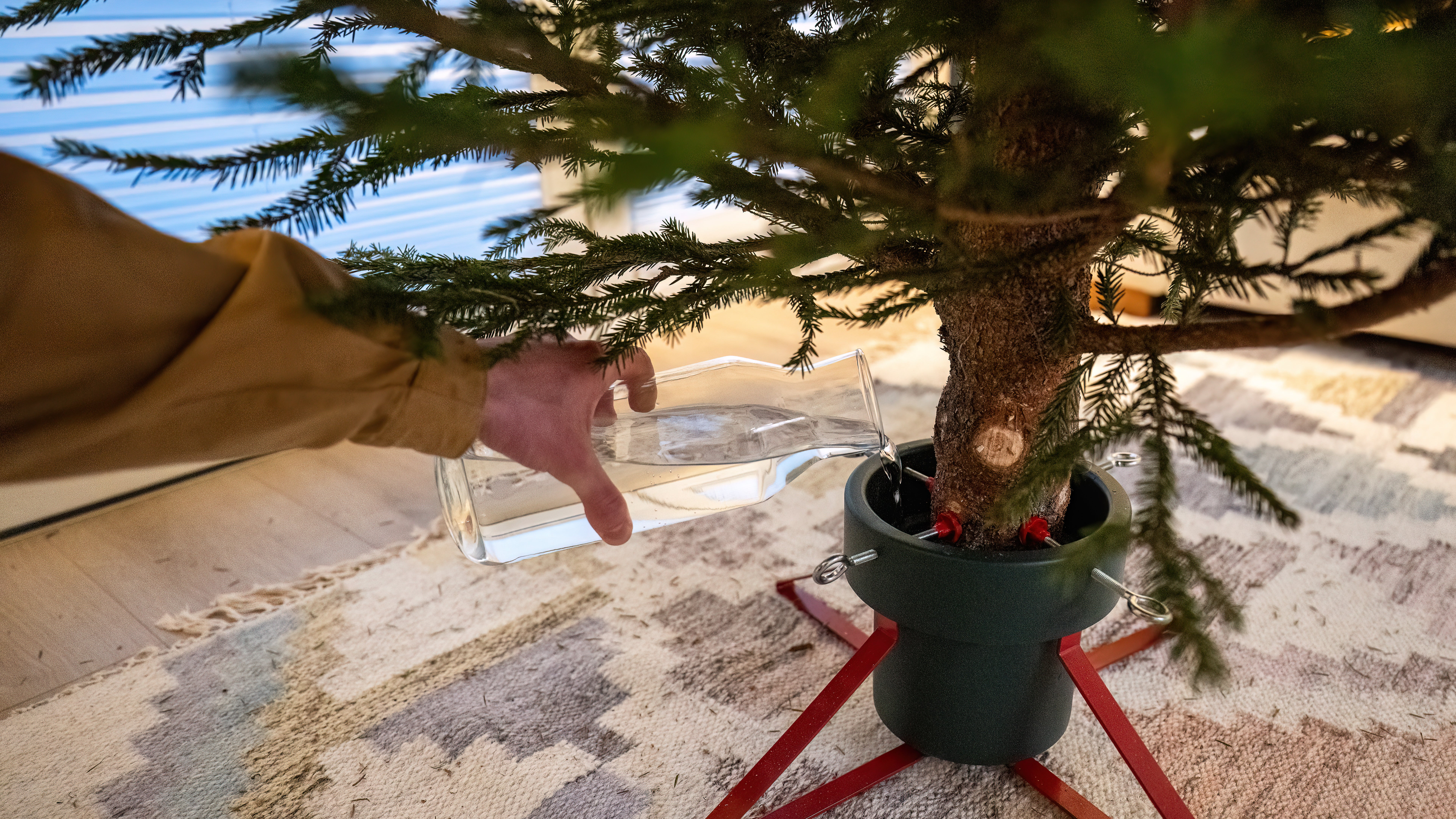 Person securing Christmas tree in stand at home, holiday preparation concept