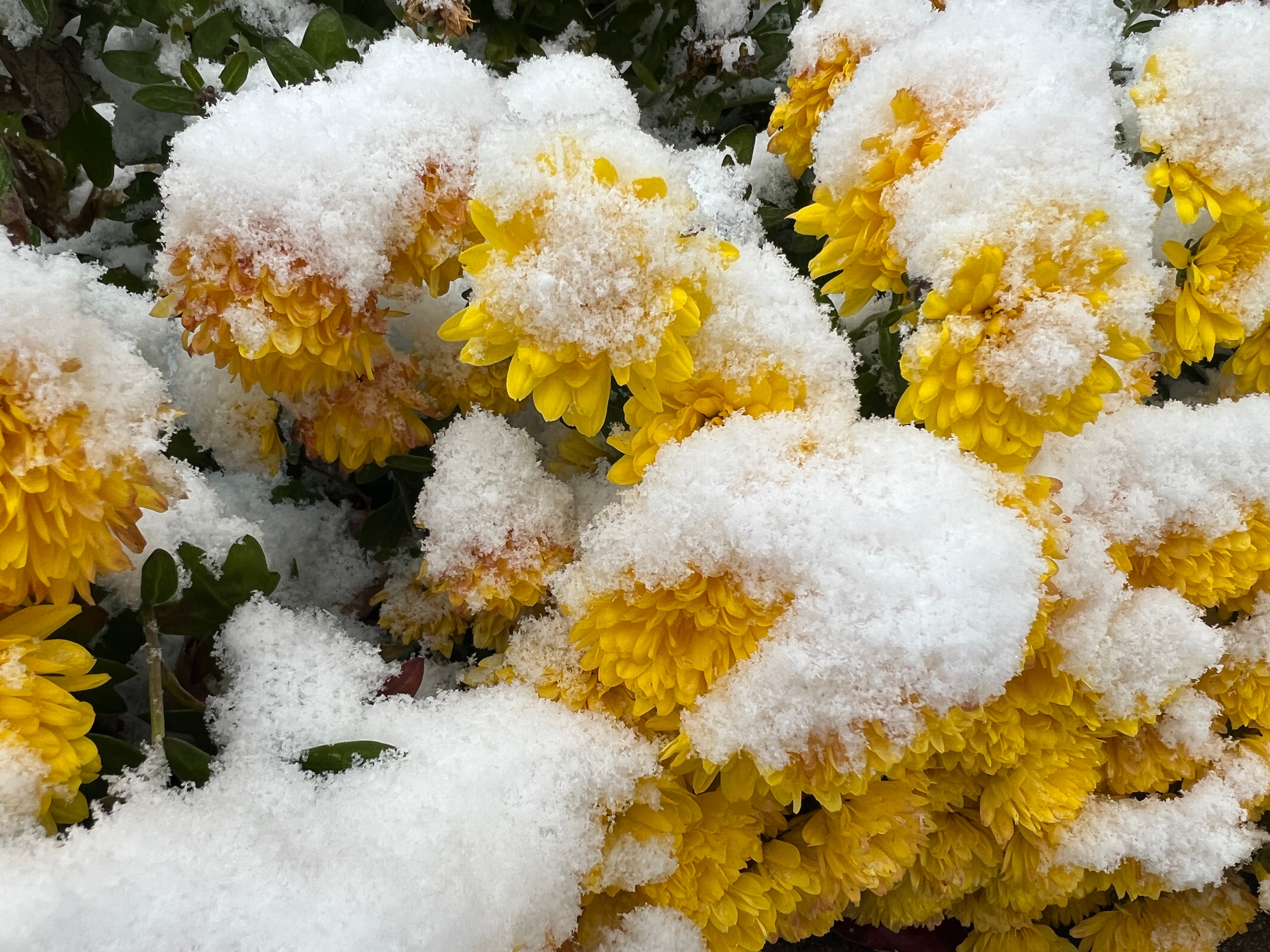 Mum flowers are covered with snow during the first snowfall of the season in Toronto, Ontario, Canada, on November 9, 2025. (Photo by Creative Touch Imaging Ltd./NurPhoto via Getty Images)