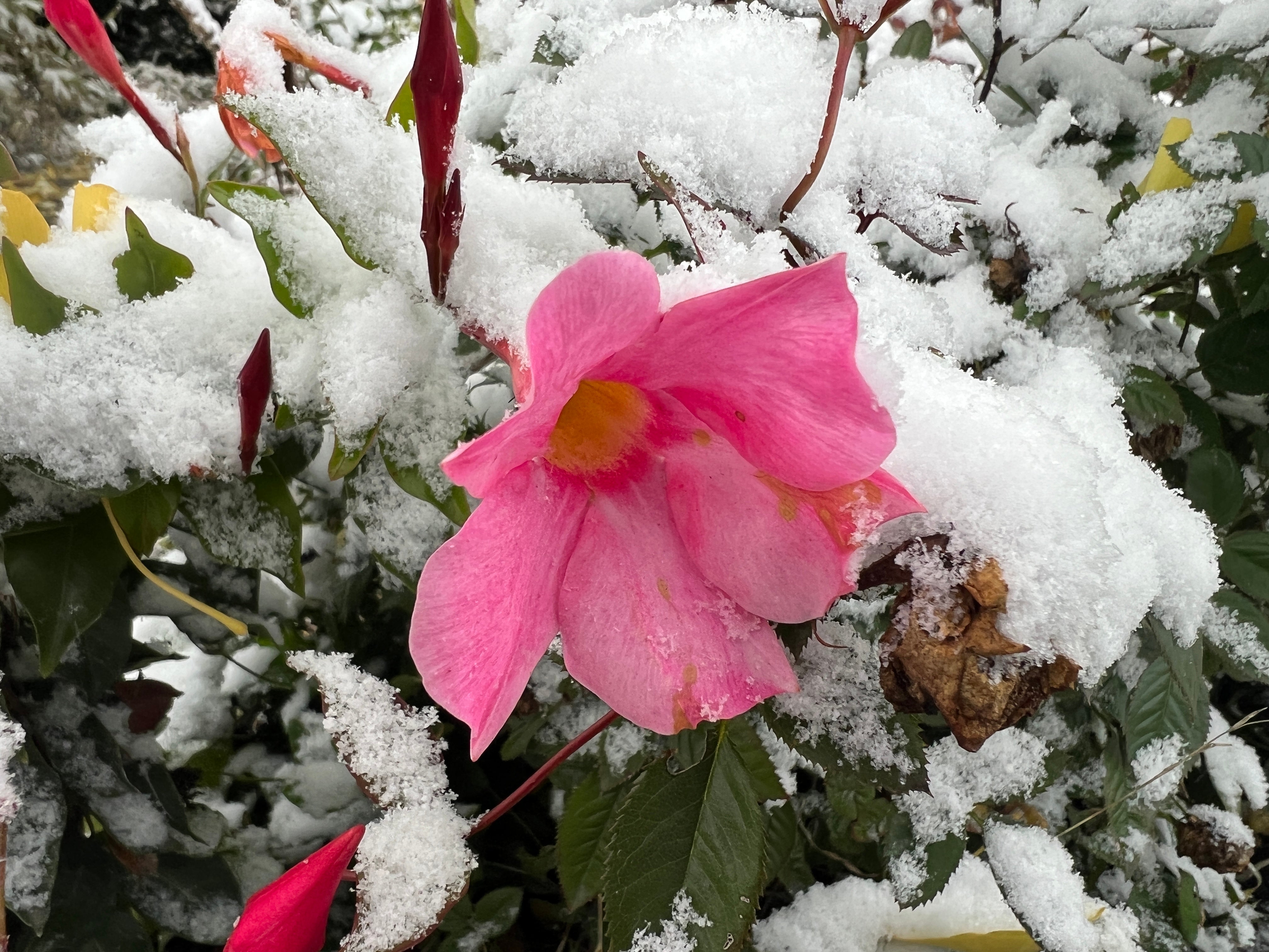 A flower is covered with snow during the first snowfall of the season in Toronto, Ontario, Canada, on November 9, 2025. (Photo by Creative Touch Imaging Ltd./NurPhoto via Getty Images)