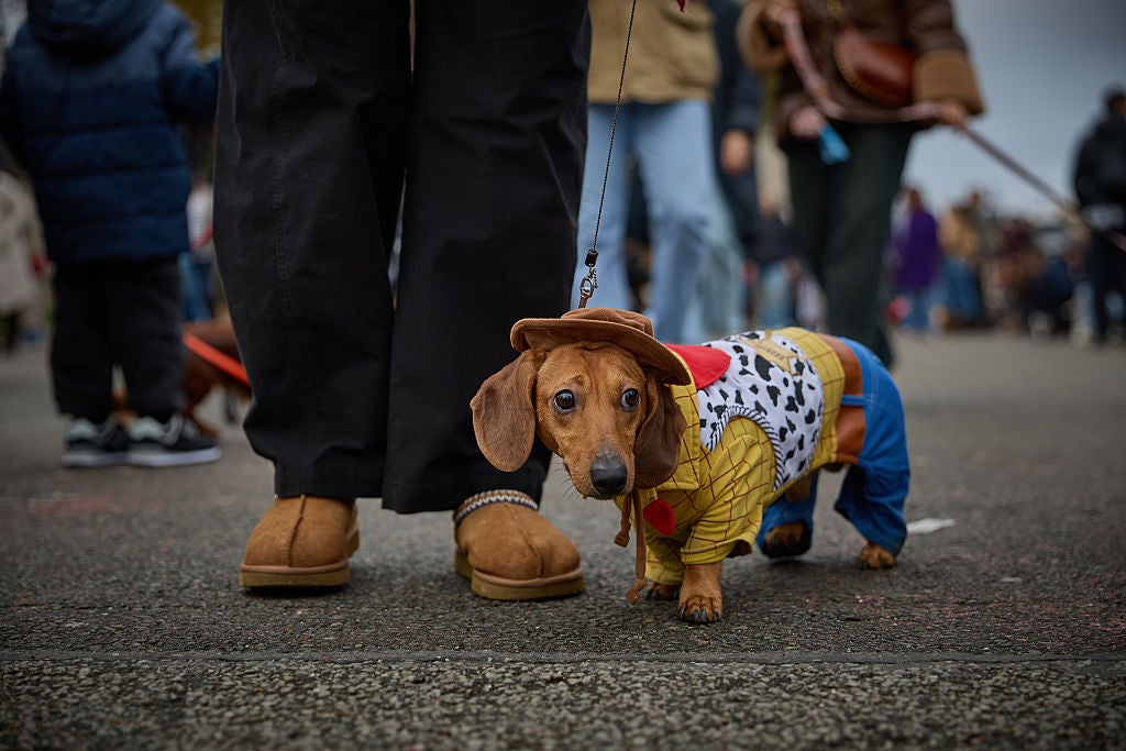 PARIS, FRANCE - NOVEMBER 16: A Daschund dressed as the character Woody in Toy Story franchise walks with its owner as they take part in the 6th Annual Paris Sausage Walk along the banks of the river Seine on November 16, 2025 in Paris, France. Thousands of Daschunds and owners took part in the annual celebration to raise money for the well being and adoption of Daschunds. (Photo by Kiran Ridley/Getty Images)