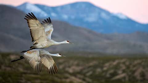 Weather Of The World: November 24 - 30 2 Sandhill cranes fly over the Bosque del Apache National Wildlife Refuge near San Antonio, New Mexico. The refuge's wetlands serve as an important resting and feeding site for thousands of cranes, geese and other migratory birds that roam along the Rio Grande corridor. Wildlife observers and photographers gather every year to witness this spectacle as the birds arrive in the morning light and settle in for the winter season. (Photo by Ronen Tivony/Nurfoto via Getty Images)