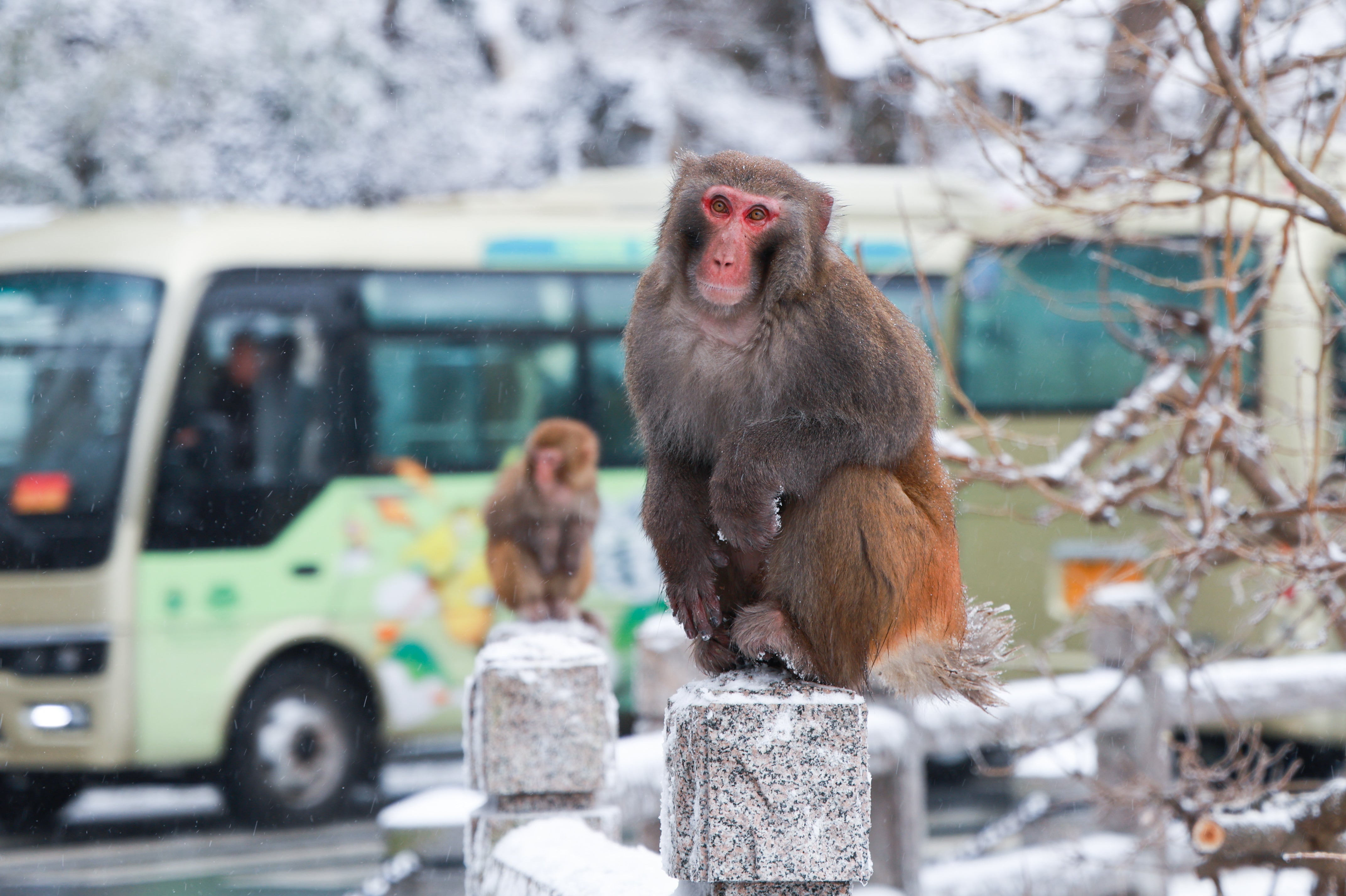 Macaques rest on snow-covered guardrails in Lianyungang, Jiangsu Province, China, on December 13, 2025. (Photo by Costfoto/NurPhoto via Getty Images)