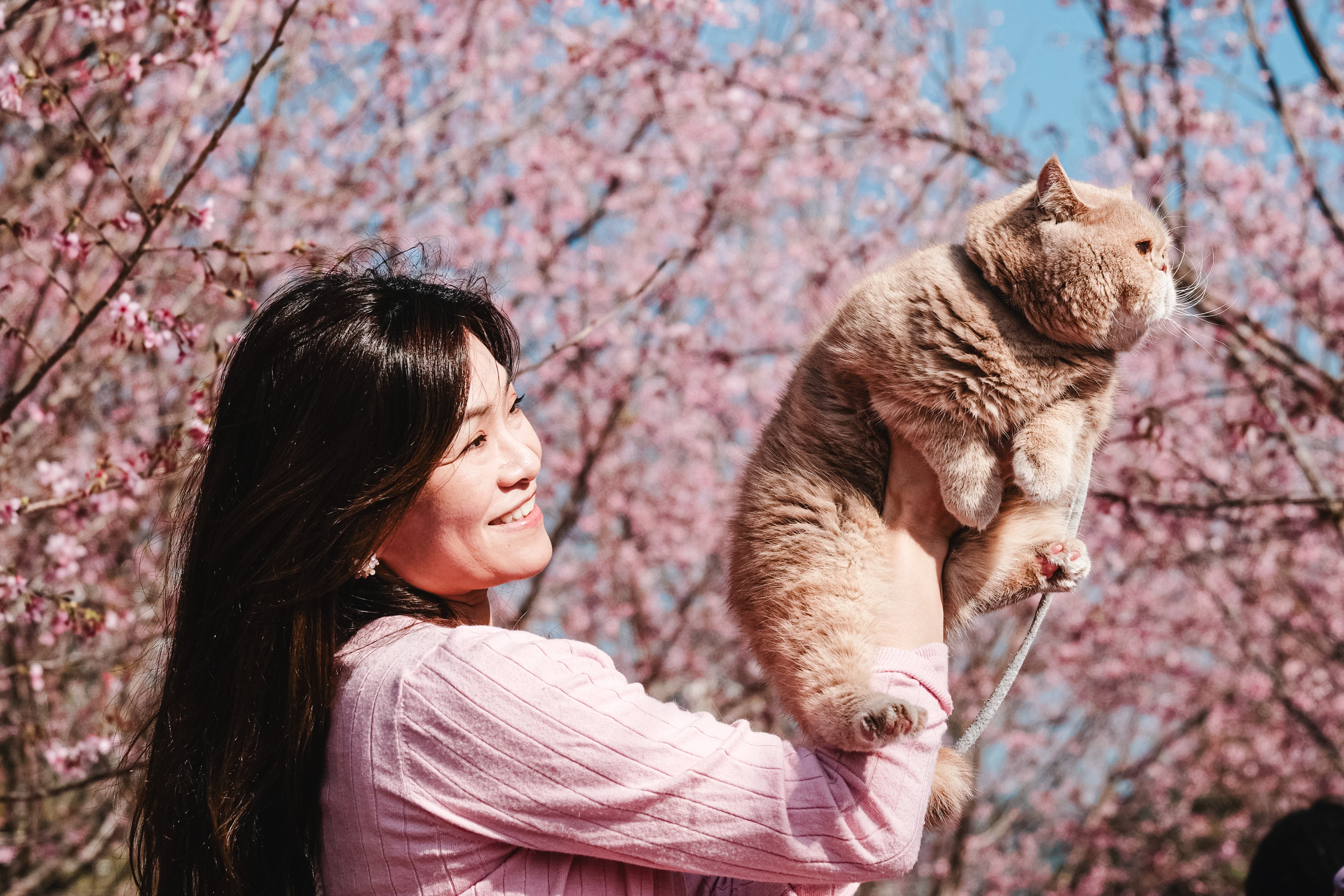 HONG KONG, CHINA - FEBRUARY 06: A woman holds her cat and take photos with the cherry blossom trees in the cherry blossom garden on February 6, 2026, in Hong Kong, China. (Photo by Sawayasu Tsuji/Getty Images)