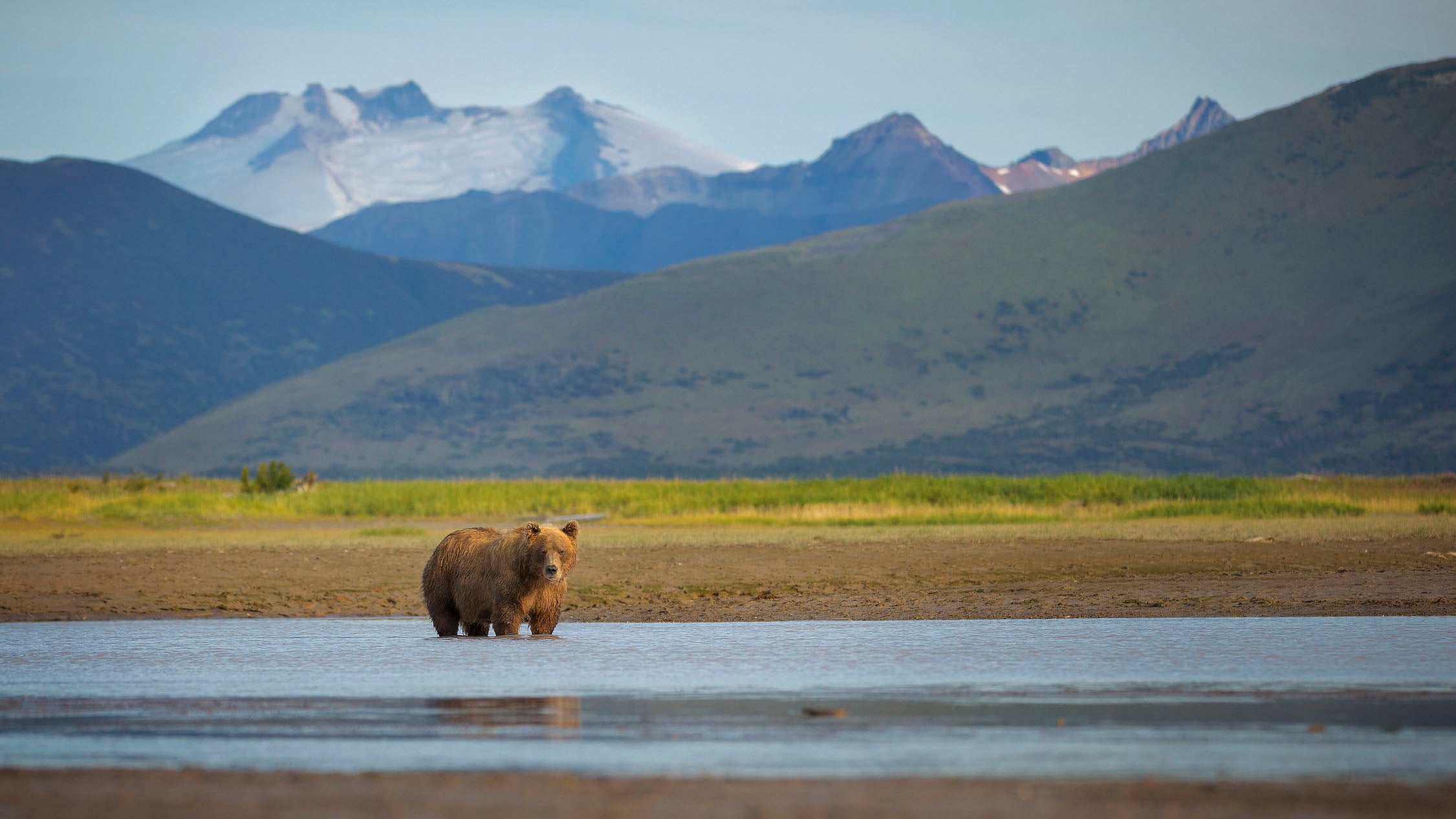 A coastal brown bear in Katmai National Park and Preserve, Alaska.