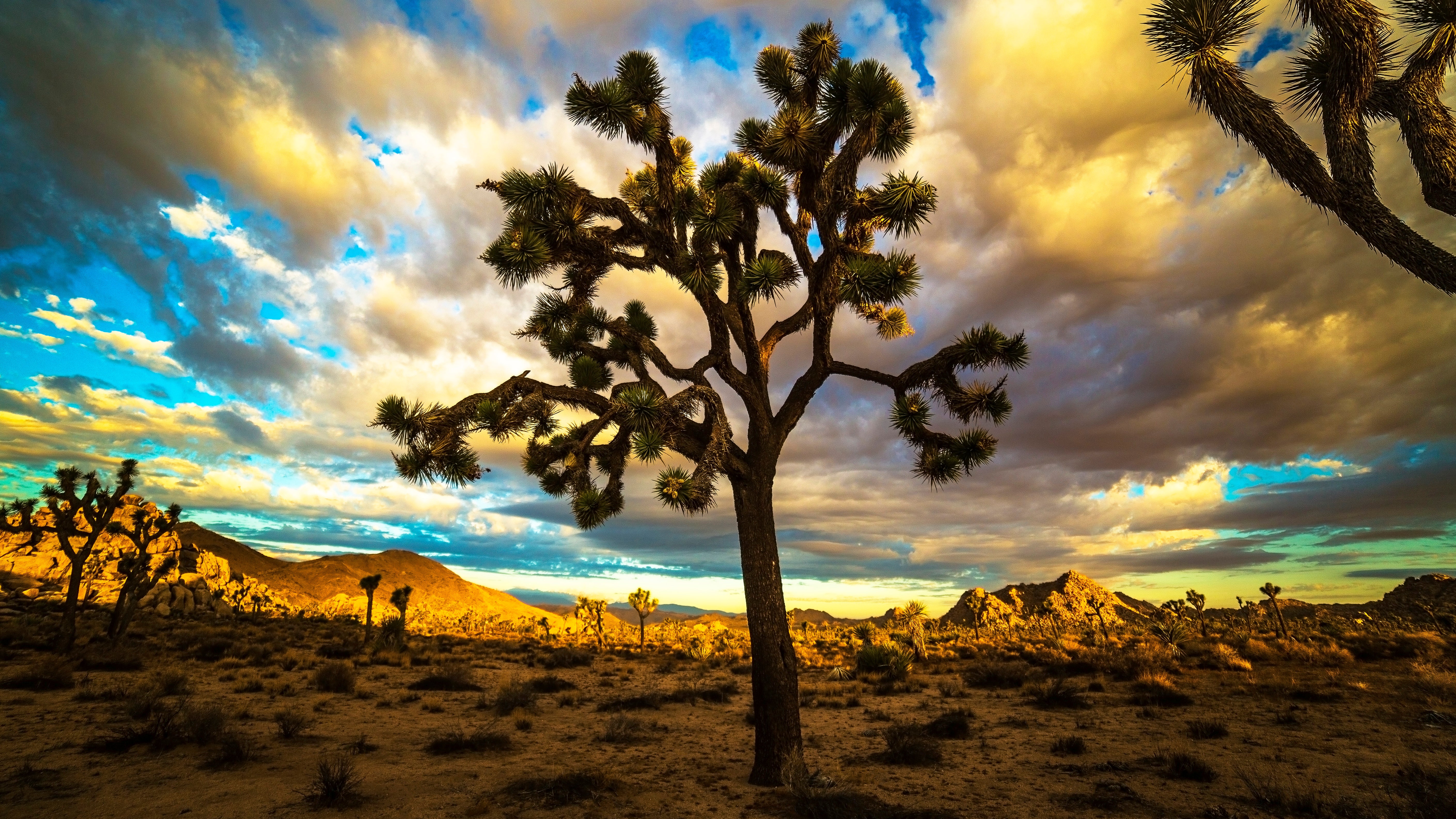 Joshua Tree National Park, Calif., is seen at sunset. (Casey Kiernan via Getty Images)
