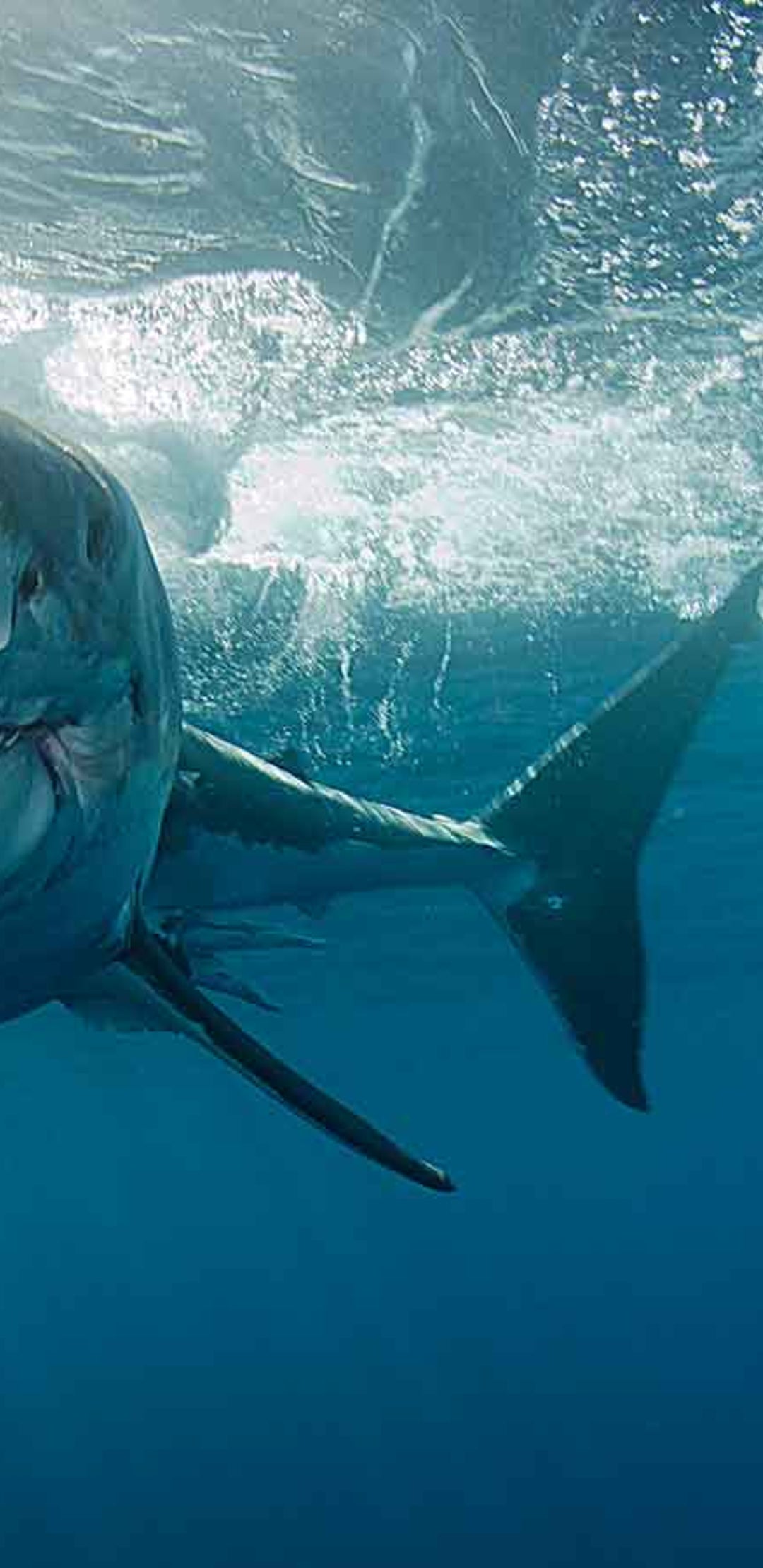 Weisse Haie Sieht Man Nie In Aquarien Und Das Ist Der Grund The Weather Channel Artikel Von The Weather Channel Weather Com