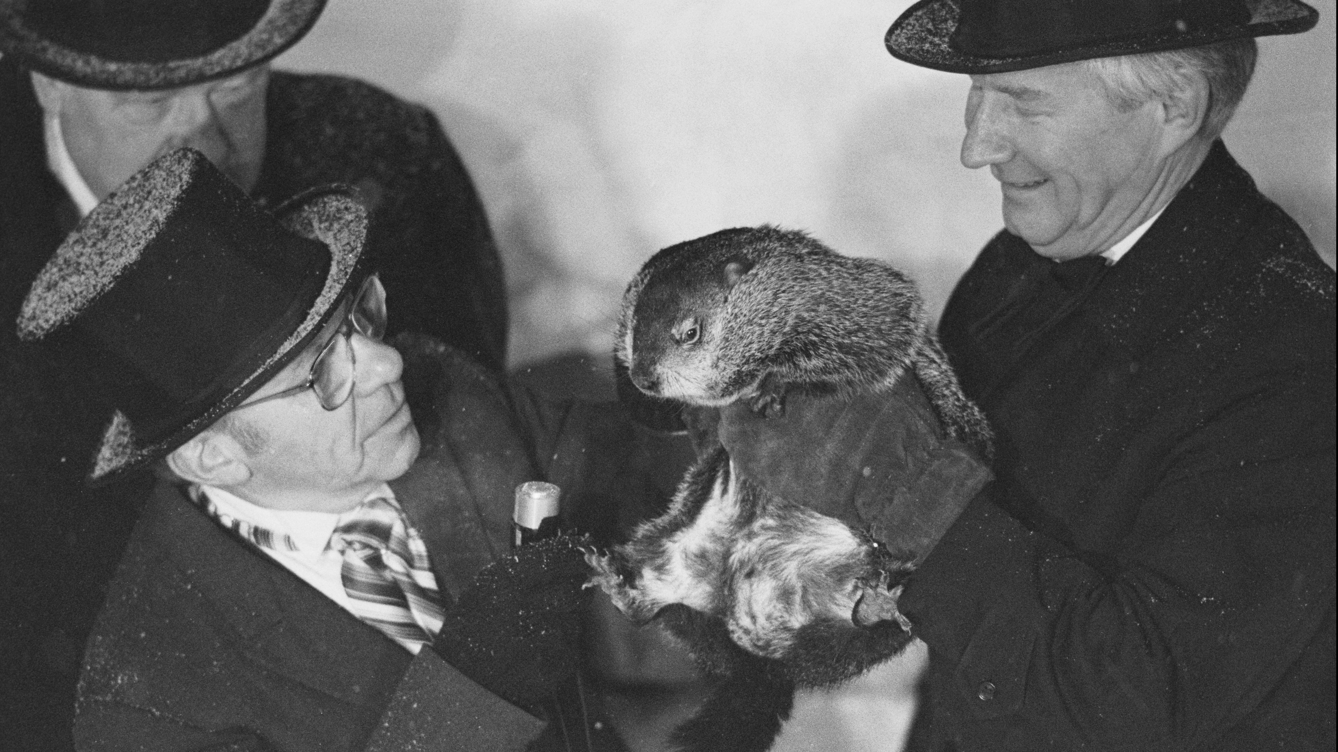 Groundhog Punxsutawney Phil made his annual weather prediction and appearance at Gobbler's Knob in Punxsutawney, Pa., Feb. 2, 1985. He saw his shadow and predicted 6 more weeks of winter. (Getty Images)