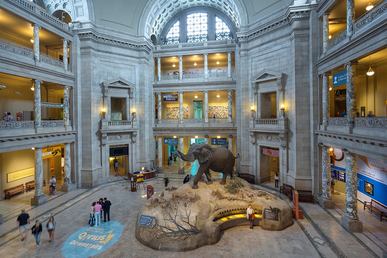 The Rotunda in the National Museum of Natural History is seen in Washington, D.C. The city is home to many free museums. (Jon Hicks via Getty Images)