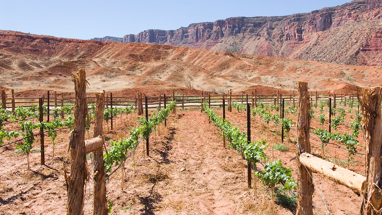 A vineyard is photographed in Utah next to rocky cliffs. (Charles O'Rear via Getty Images)