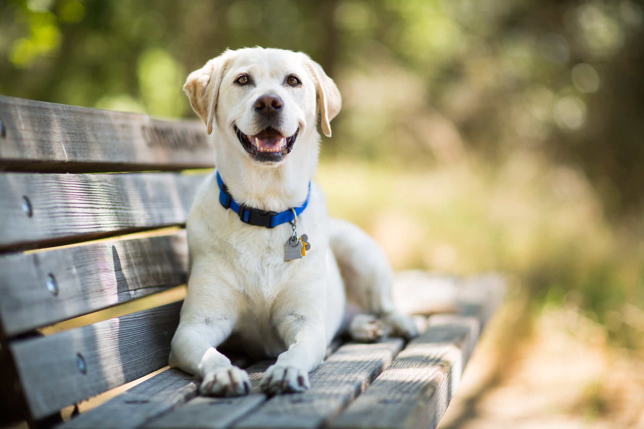 A yellow Labrador Retriever dog smiles as it lays on a wooden bench outdoors on a sunny day.